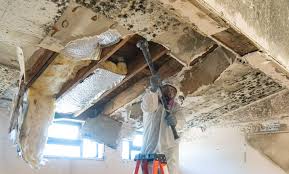 Why You Should Choose Our Mold Remediation Services in Ridgway, PA